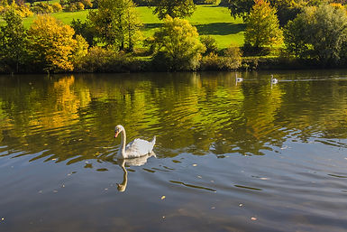 Schwäne auf dem Neckar im Goldenen Oktober.jpg