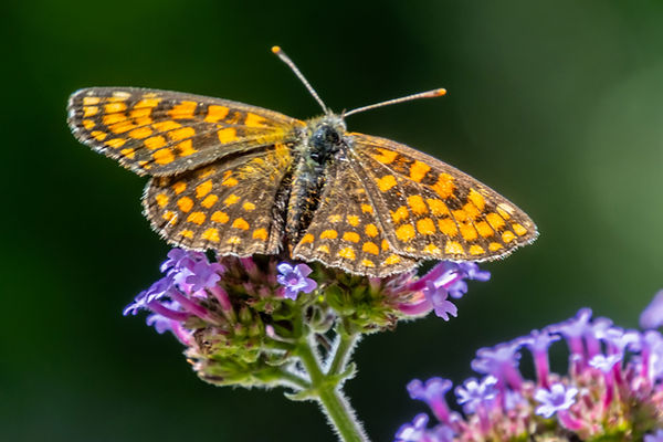 2025.07.10 raw Murgtal,Gartenschau (208)Lr,Ps.jpg