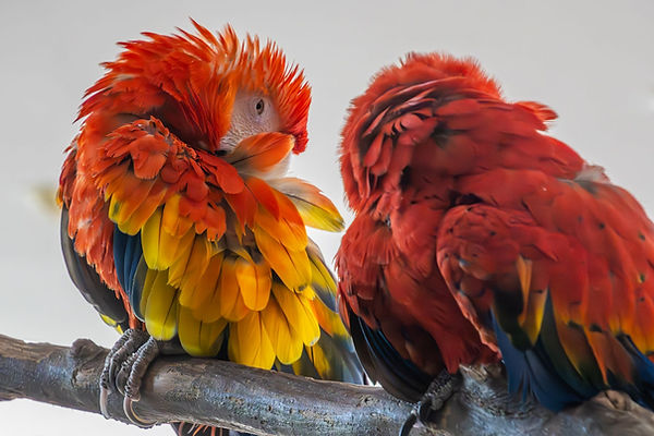 Zoo Karlsruhe Papageien.jpg