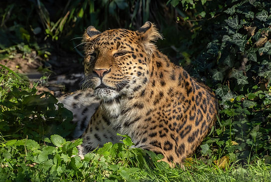 Leopard.JPG