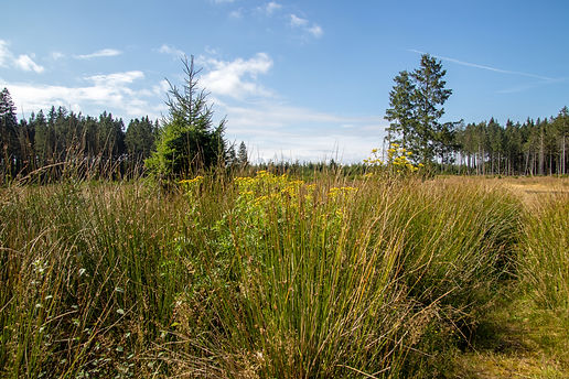 Hohes Gebüsch und Tannen im Hohen Venn.jpg