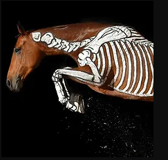 Gillian Higgins Horses Inside Out