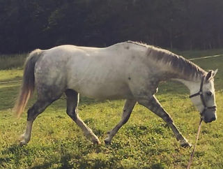 cheval en descente d'encolure en longe dans un pré