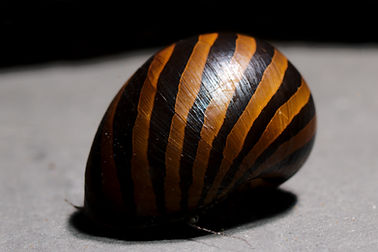 common name Spotted nerite aquarium snail (Neritina natalensis).jpg