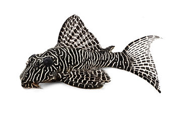 Pleco Catfish L-260 Queen Arabesque Hypostomus sp Plecostomus aquarium fish _.jpg
