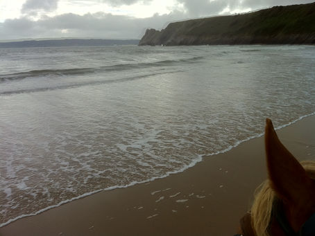 horse at the sea.