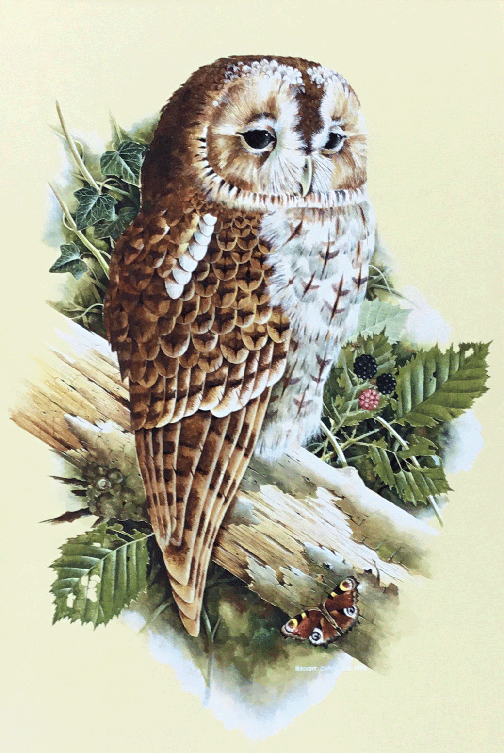 ROBERT COPPILLIE (1918 - 1987) SIGNED WATERCOLOUR TAWNY OWL & PEACOCK BUTTERFLY 1978