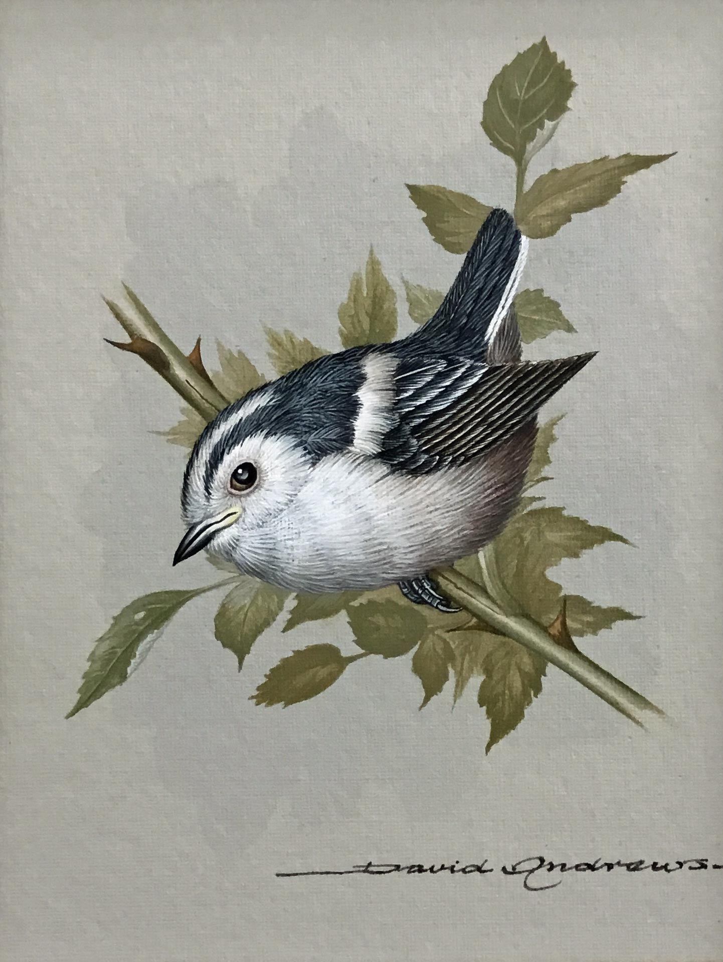 DAVID ANDREWS