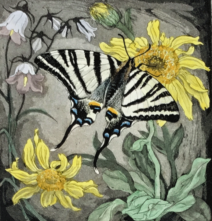 DAVID KOSTER (1926 - 2014) SIGNED ARTISTS PROOF COLOURED ETCHING, SWALLOWTAIL BUTTERFLY
