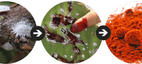 Carmine Dye: All About the Natural Cochineal Dye and Its Uses