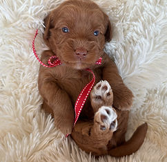 IMG_3635 (1)_edited.jpg