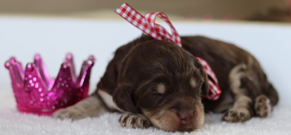 Pup dateIMG_2493.JPG