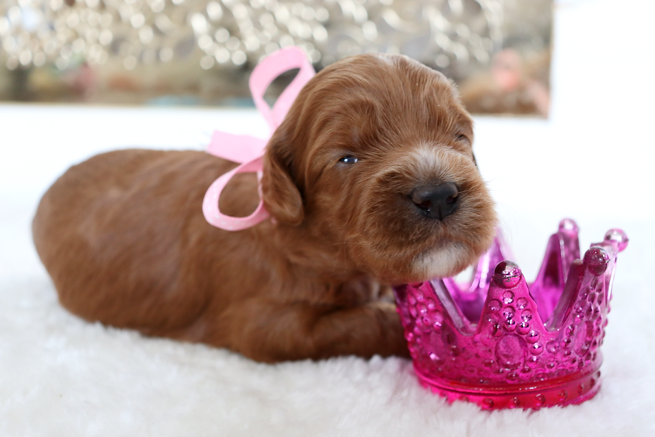 pup date_edited.png