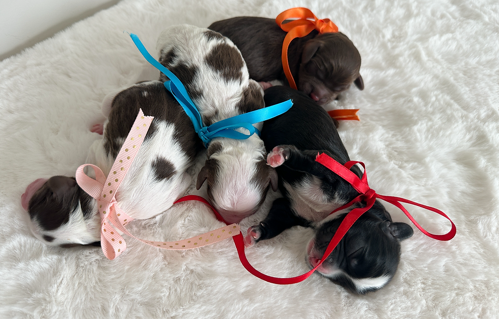 IMG_4878_Halle Charlotte Web Litter.png