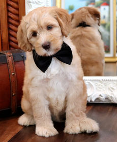 IMG_0709 Pup date_edited.jpg