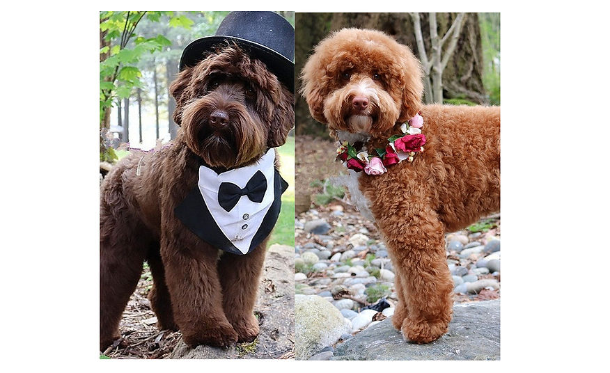 The Confectionery Litter