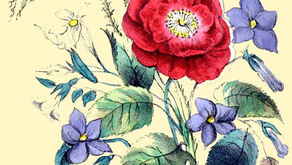 Botanical drawing of a romantic bouquet