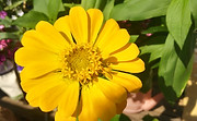 YELLOW FLOWER.jpg