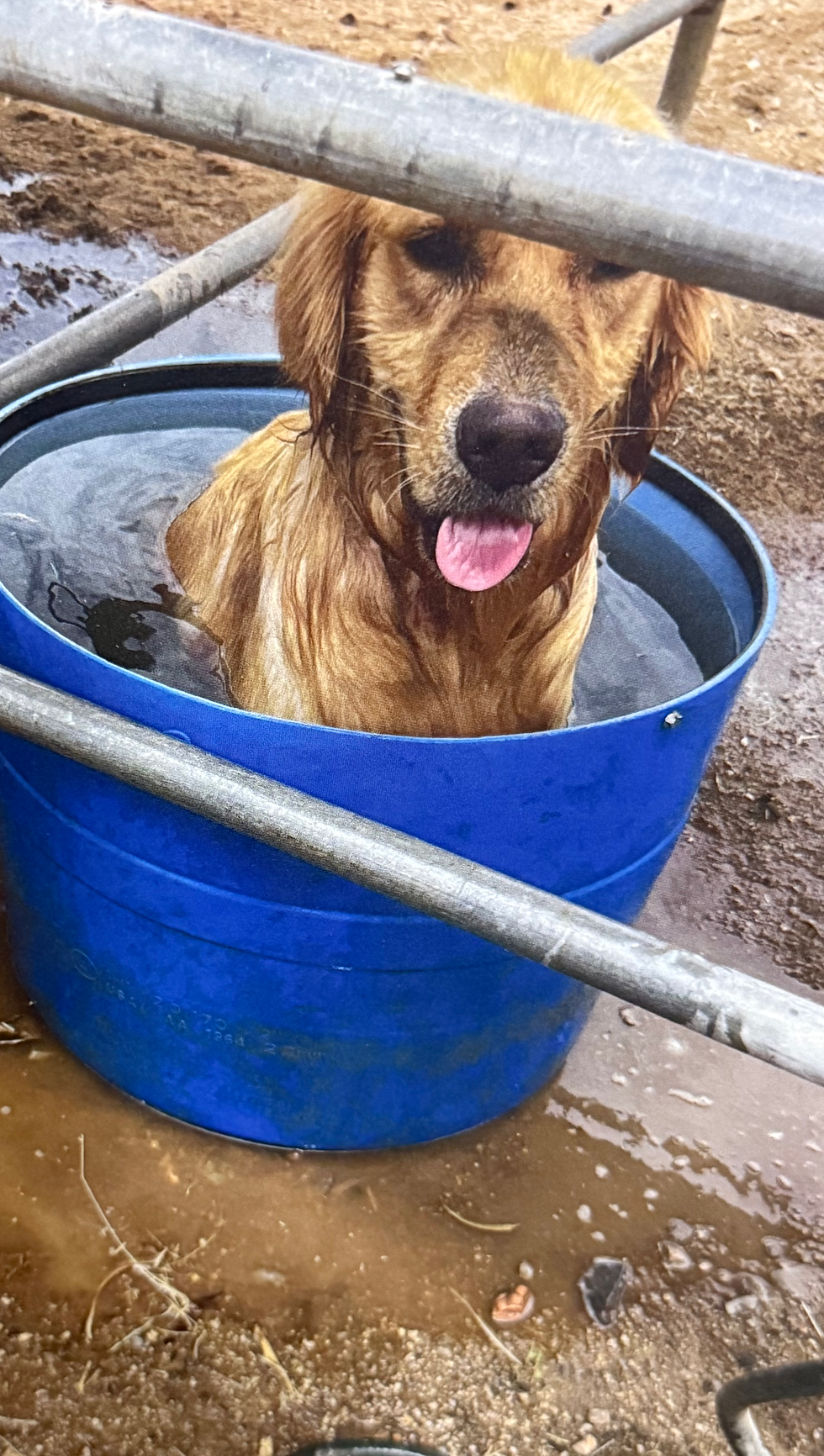 URGENT! Levi Needs Your Help! 