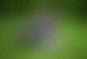 Welcome to the Stellar Bulldogs Forum!