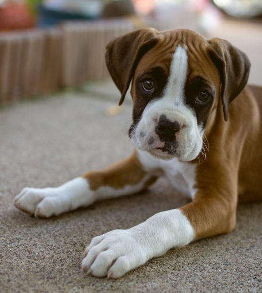 boxer-3.jpg
