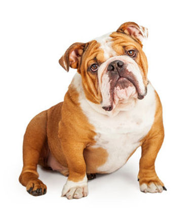 englishbulldog-2.jpg