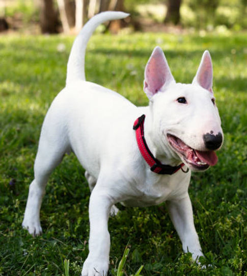 bullterrier.jpg