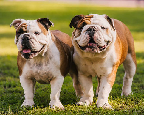 englishbulldog-1.jpg