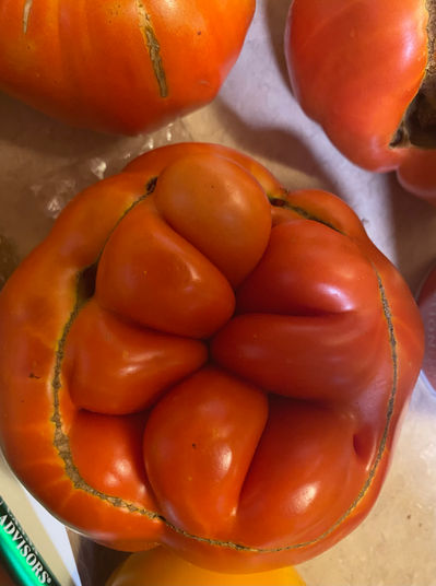 Heirloom tomato harvested from the garden