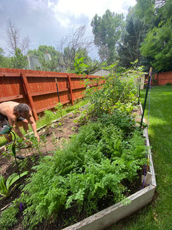 Large raised garden bed in Fort Collins back yard, vegetative plants growing