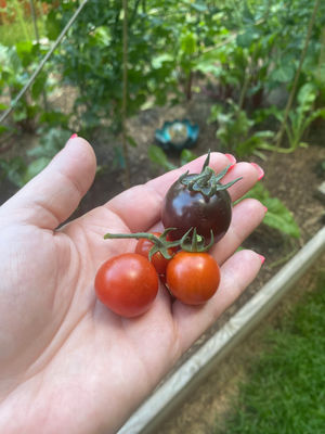 Hand holding small cherry tomatoes in front of Fort Collins back yard garden