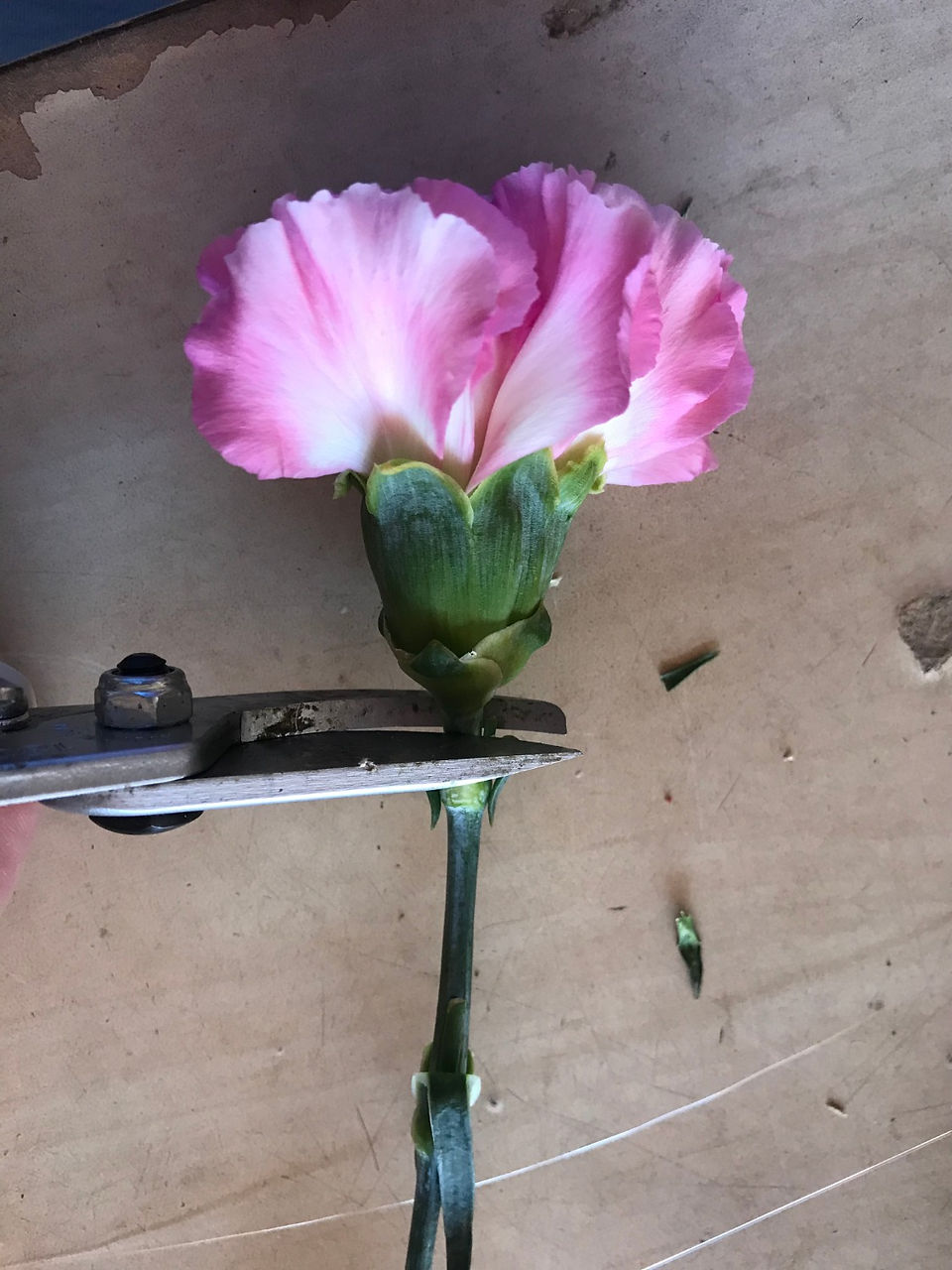 Cut flower with floral cutters