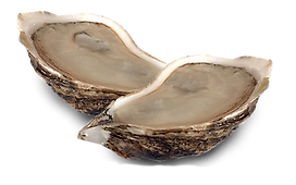 New 2 Oyster Full Meat.png
