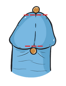 Penis 1_edited.png