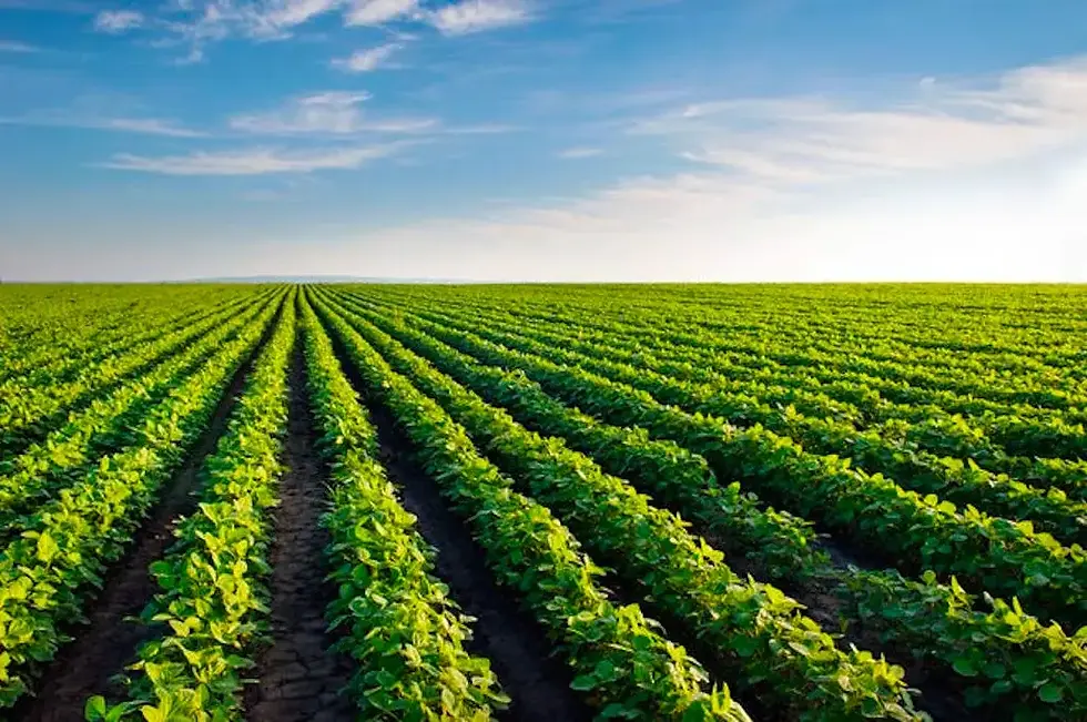 Agriculture-City.webp