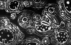 moonsaw