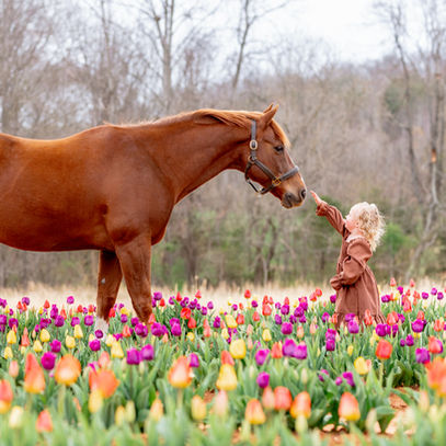 equine portrait photography