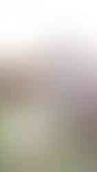 senior photos with horse