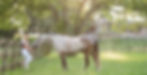 Woman with dappled grey horse, peaceful ranch setting