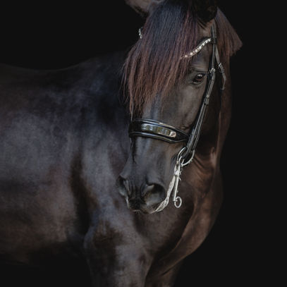 equine black background