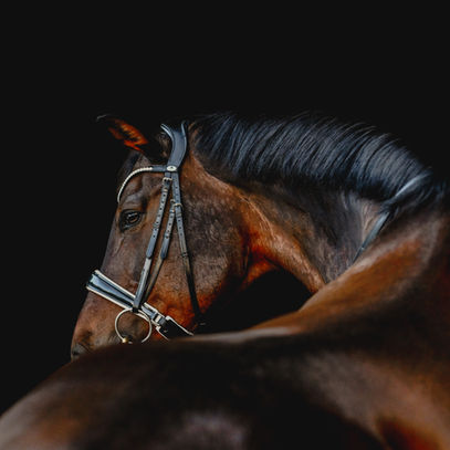 equine black background