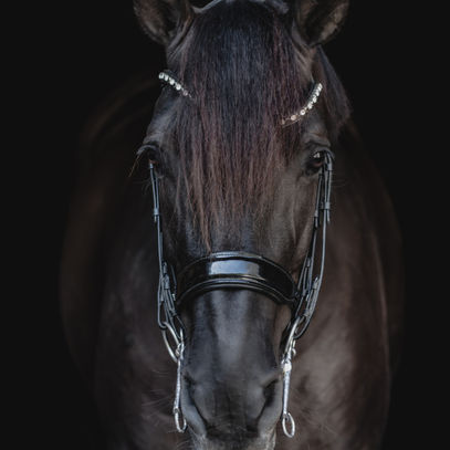 equine black background
