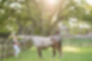 Woman with dappled grey horse, peaceful pasture