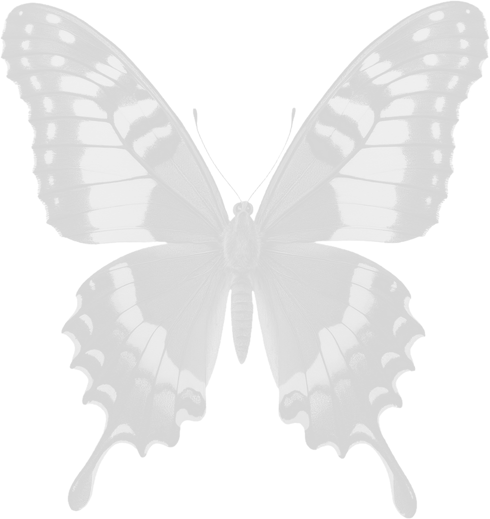 Swallowtail Butterfly
