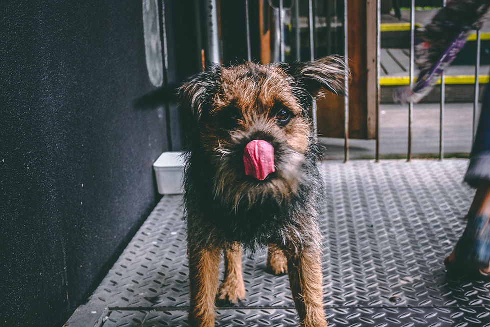 Small Dog Sticking Out It's Tongue