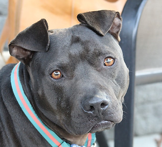Close-up shot of a black pit bull with brown eyes looking straight at the camera. The dog is wearing a blue and orange horizontally striped collar.