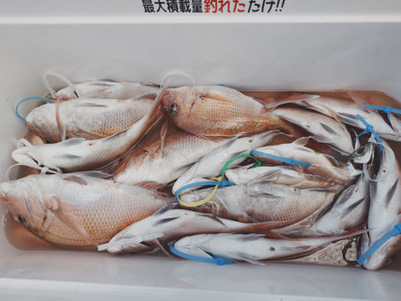 9月20日青森発テンヤ真鯛