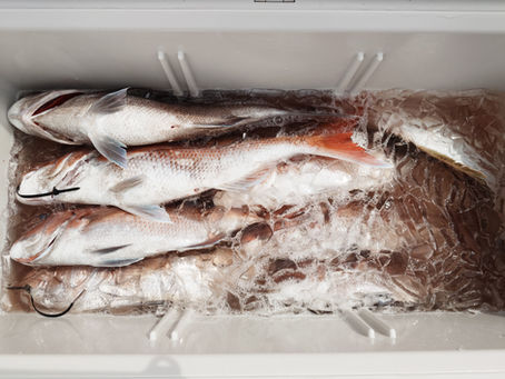 4月15日三厩発ジグ・タイラバ つぼけ真鯛(ツボケとは津軽弁で大バカ物の事)