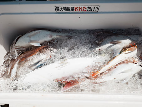 4月23日三厩発ジグ・タイラバ真鯛