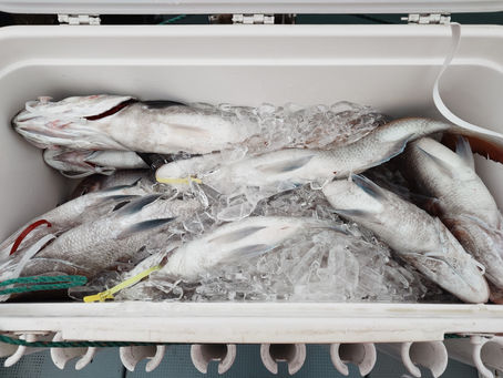 4月10日 三厩発ジグ・タイラバ真鯛